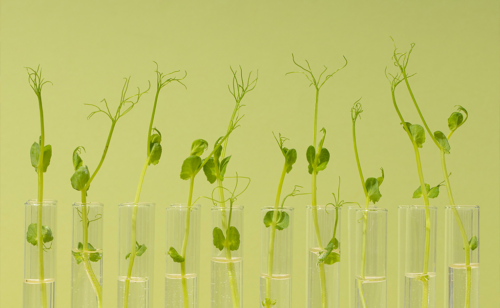 Desarrollo y certificación productos Bio Sostenibles textil